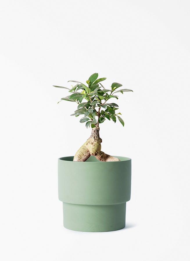 ガジュマル 4号 | 観葉植物の通販ならHitoHana（ひとはな）
