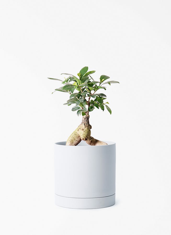 かじゅまる/4 ガジュマル 4号 | 観葉植物の通販ならHitoHana（ひとはな）
