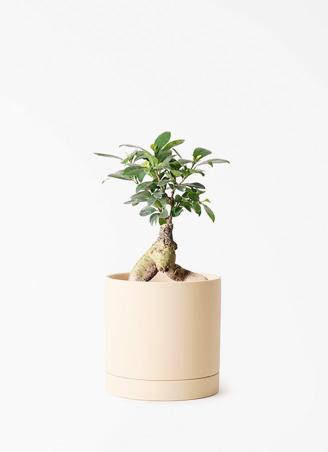 ガジュマル 4号 | 観葉植物の通販ならHitoHana（ひとはな）
