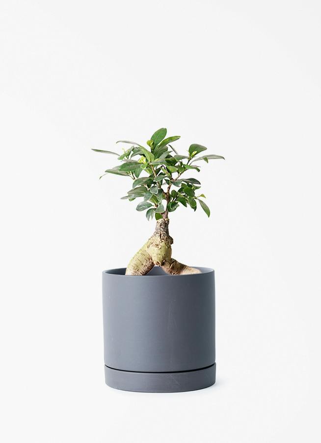 かじゅまる/4 ガジュマル 4号 | 観葉植物の通販ならHitoHana（ひとはな）