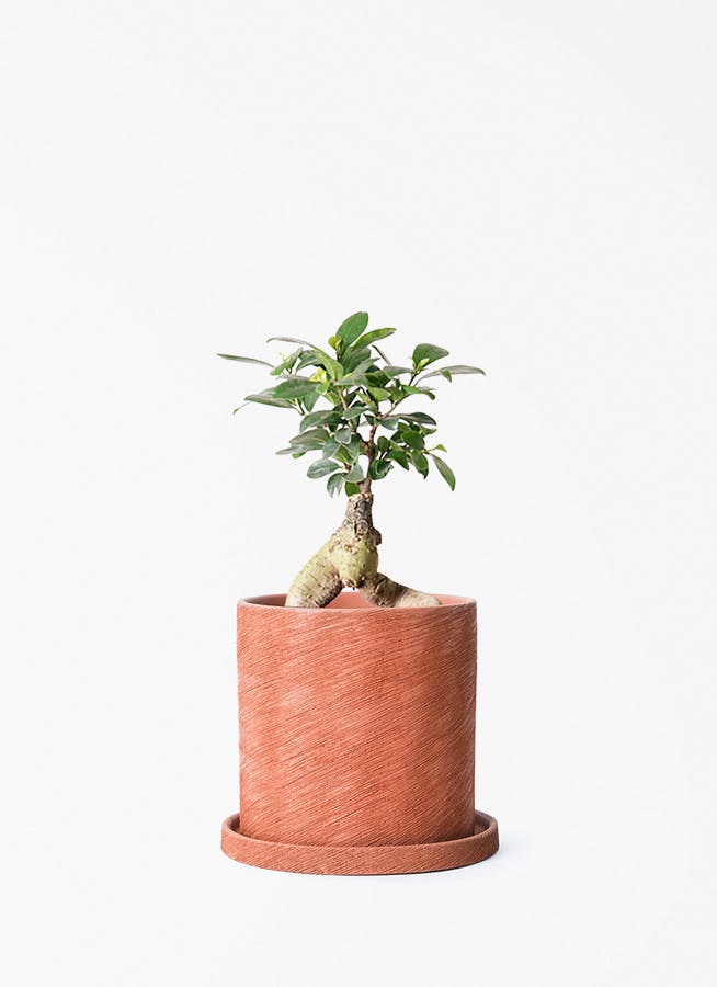 ガジュマル 4号 | 観葉植物の通販ならHitoHana（ひとはな）