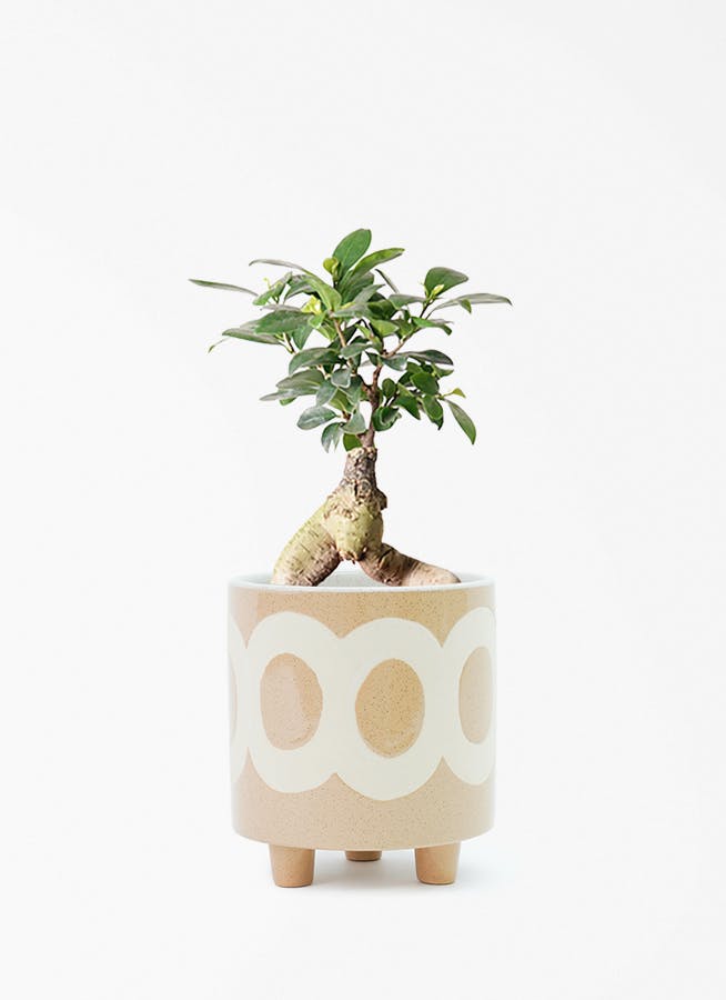 ガジュマル 4号 | 観葉植物の通販ならHitoHana（ひとはな）