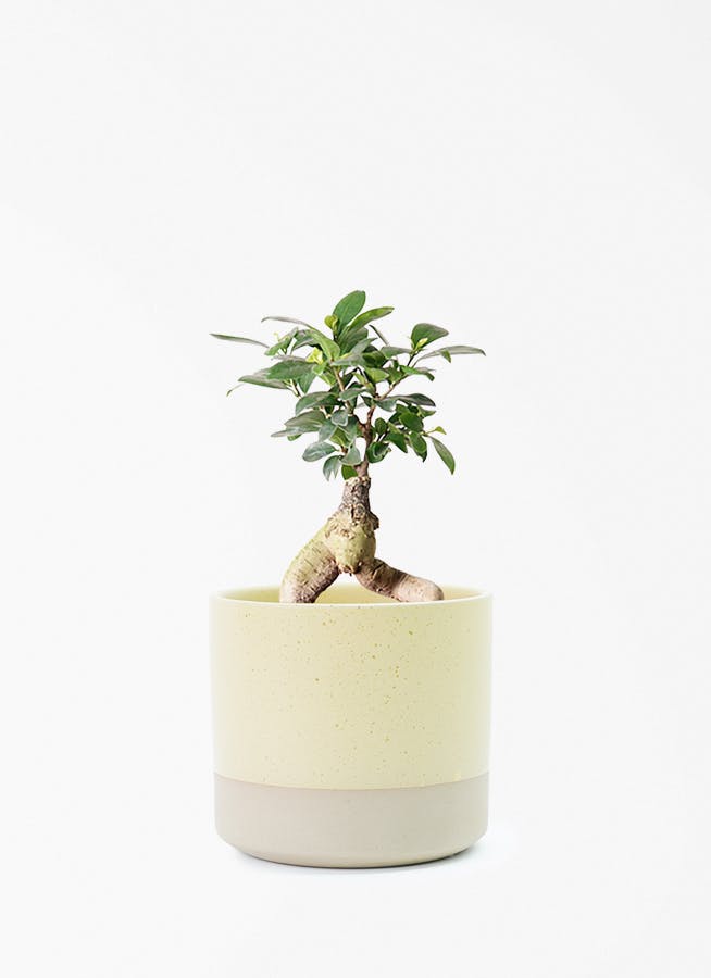 鉢カバー イエロー・オレンジ・ピンク 4号 | 観葉植物の鉢ならHitoHana