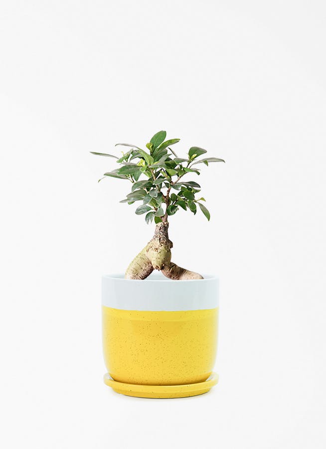 ガジュマル 4号 | 観葉植物の通販ならHitoHana（ひとはな）