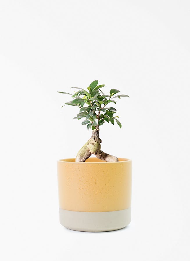 ガジュマル 4号 | 観葉植物の通販ならHitoHana（ひとはな）