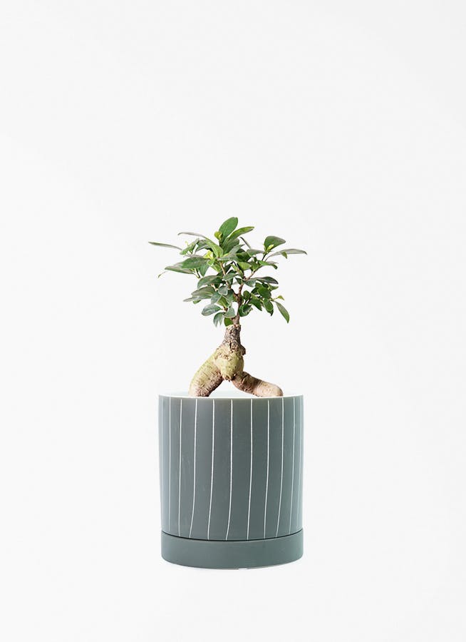 ガジュマル 4号 | 観葉植物の通販ならHitoHana（ひとはな）