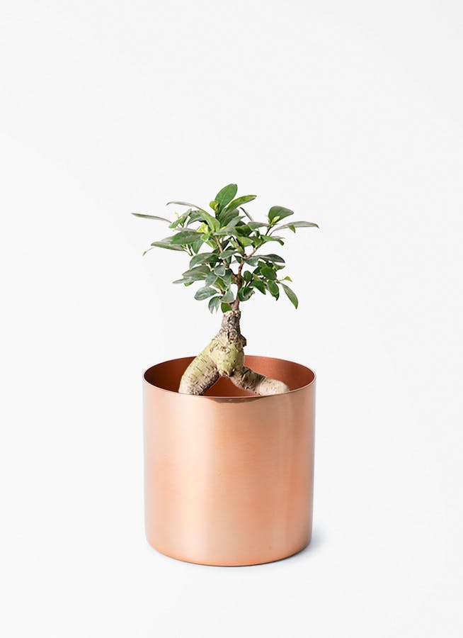 ガジュマル 4号 | 観葉植物の通販ならHitoHana（ひとはな）