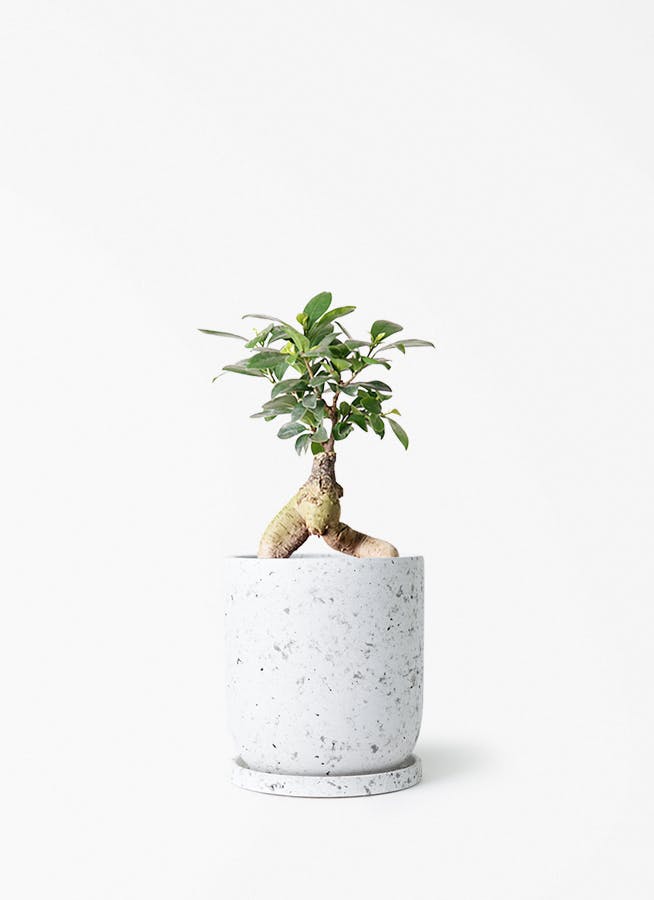 ガジュマル 4号 | 観葉植物の通販ならHitoHana（ひとはな）