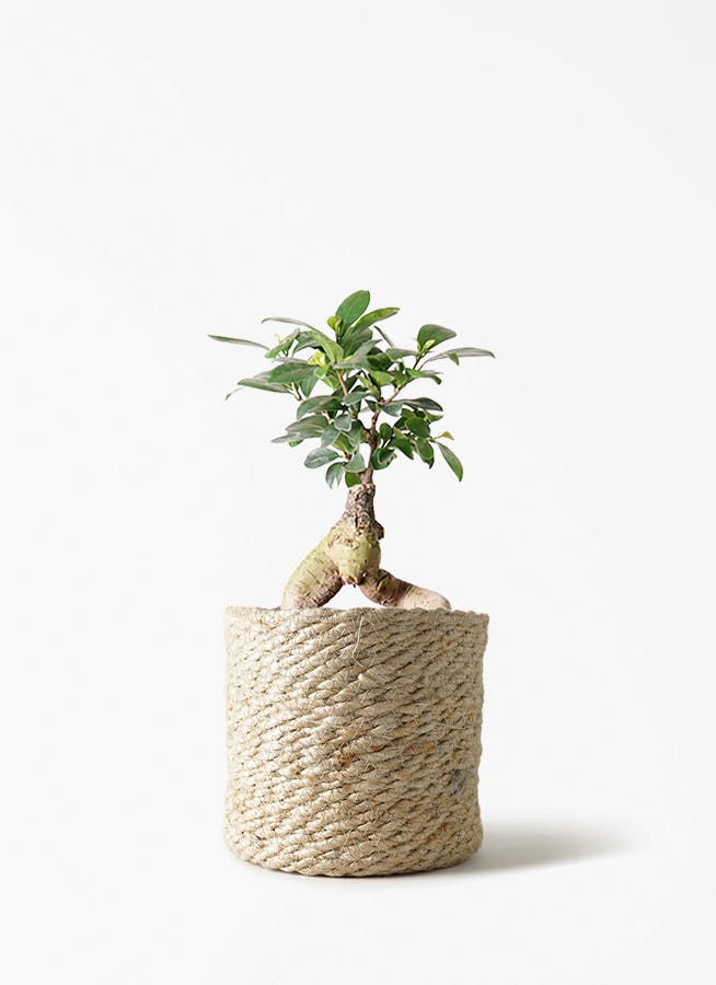 ガジュマル 4号 | 観葉植物の通販ならHitoHana（ひとはな）