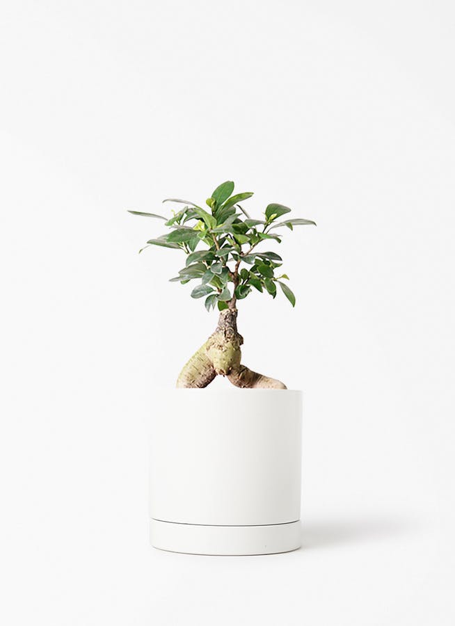 ガジュマル 4号 | 観葉植物の通販ならHitoHana（ひとはな）