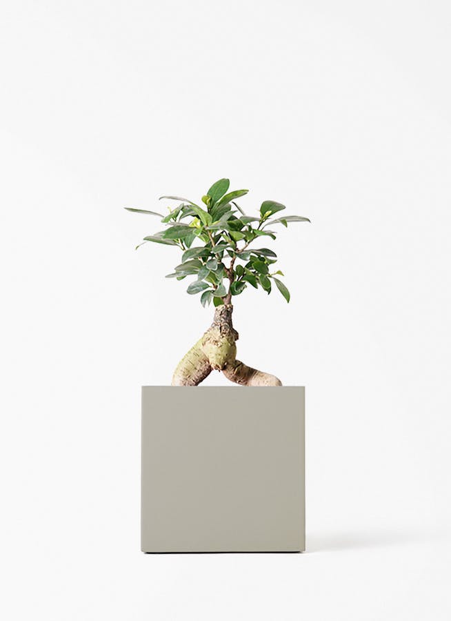 ガジュマル 4号 | 観葉植物の通販ならHitoHana（ひとはな）