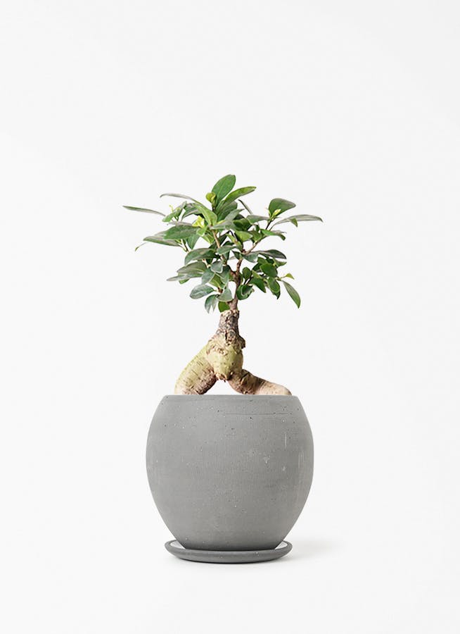 観葉植物 シェフレラ（カポック） 4号 斑入り エッジ ボール ブラック