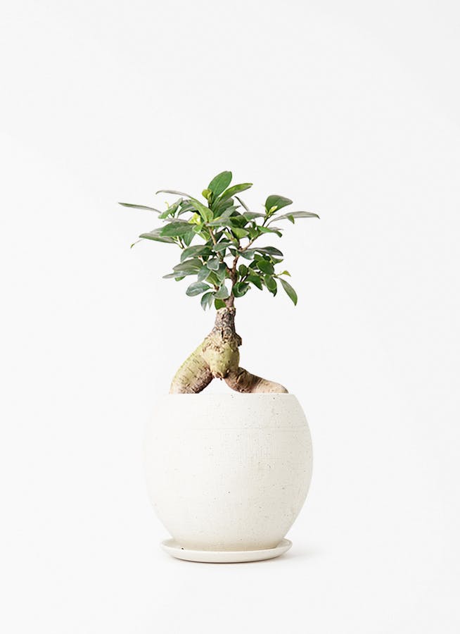 小葉ガジュマル4 ガジュマル 4号 | 観葉植物の通販ならHitoHana（ひとはな）