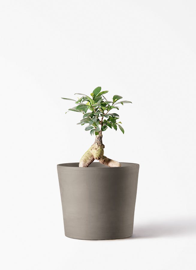 ガジュマル 4号 | 観葉植物の通販ならHitoHana（ひとはな）