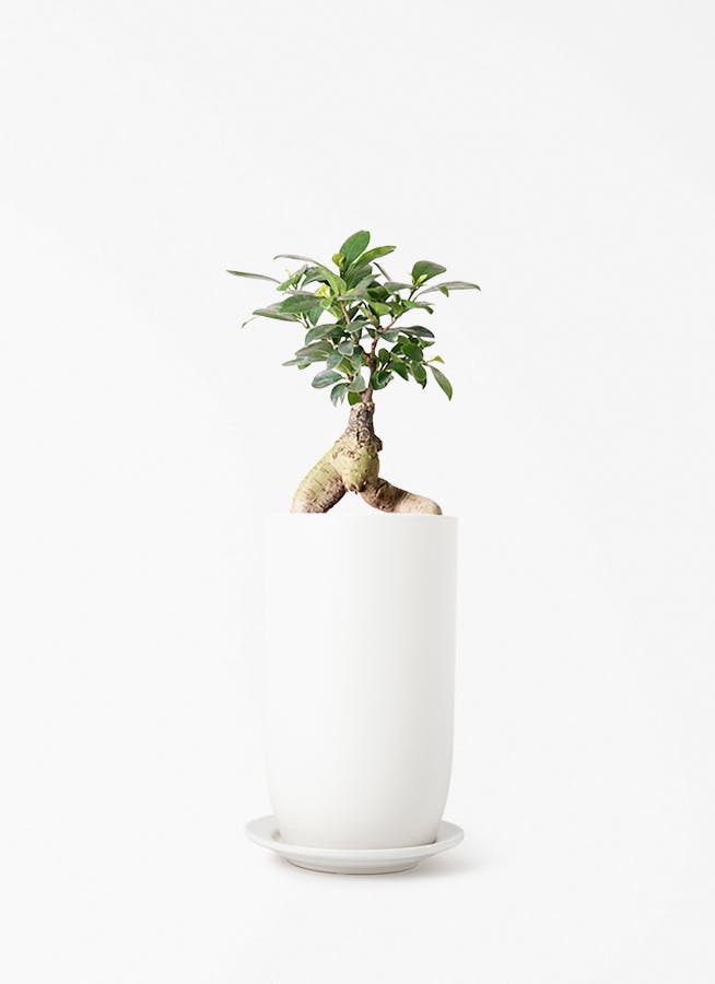 ガジュマル 4号 | 観葉植物の通販ならHitoHana（ひとはな）