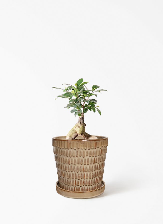 ガジュマル 4号 | 観葉植物の通販ならHitoHana（ひとはな）