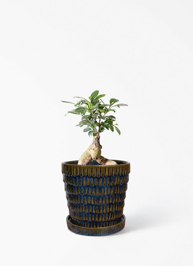 ガジュマル 4号 | 観葉植物の通販ならHitoHana（ひとはな）