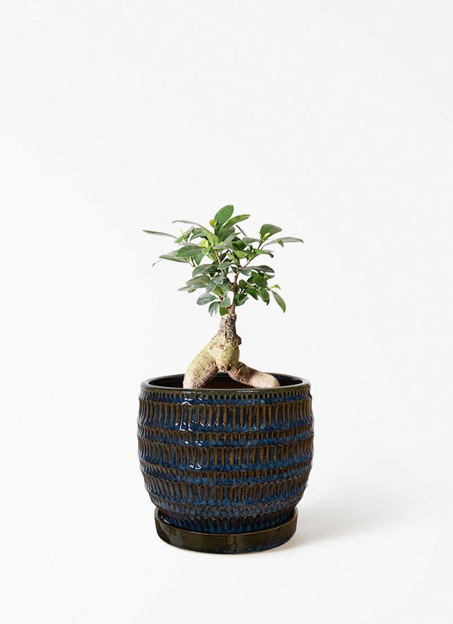 ガジュマル 4号 | 観葉植物の通販ならHitoHana（ひとはな）