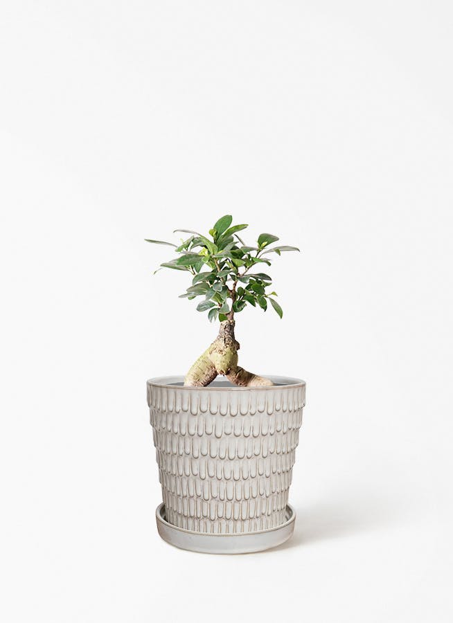 ガジュマル 4号 | 観葉植物の通販ならHitoHana（ひとはな）