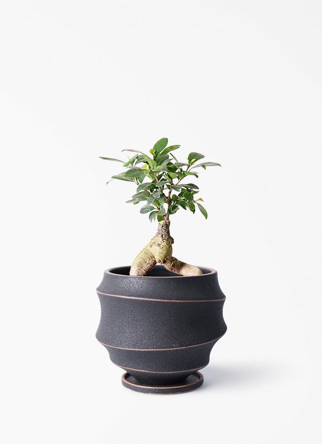 かじゅまる/4 ガジュマル 4号 | 観葉植物の通販ならHitoHana（ひとはな）