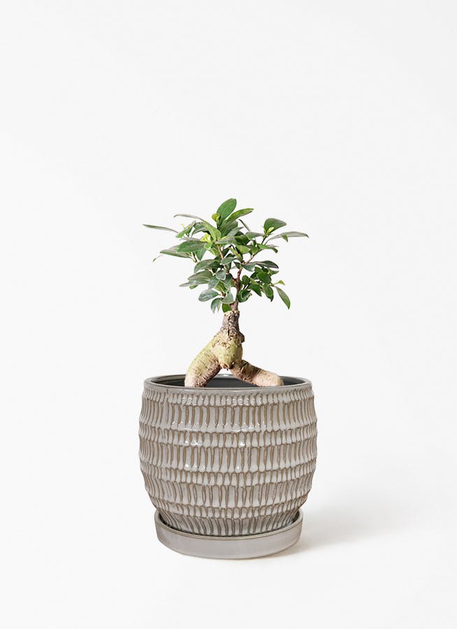 ガジュマル 4号 | 観葉植物の通販ならHitoHana（ひとはな）