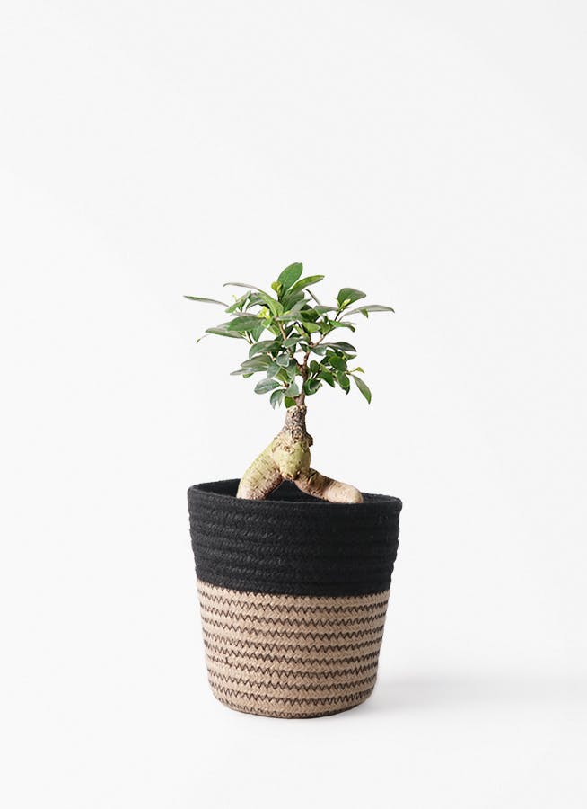 ガジュマル 4号 | 観葉植物の通販ならHitoHana（ひとはな）