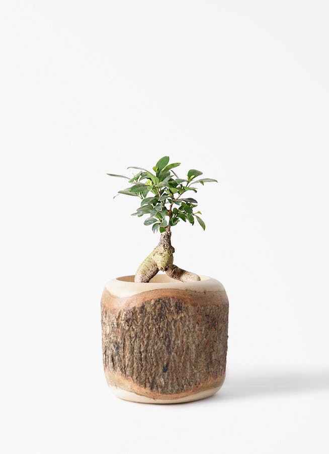 ガジュマル 4号 | 観葉植物の通販ならHitoHana（ひとはな）