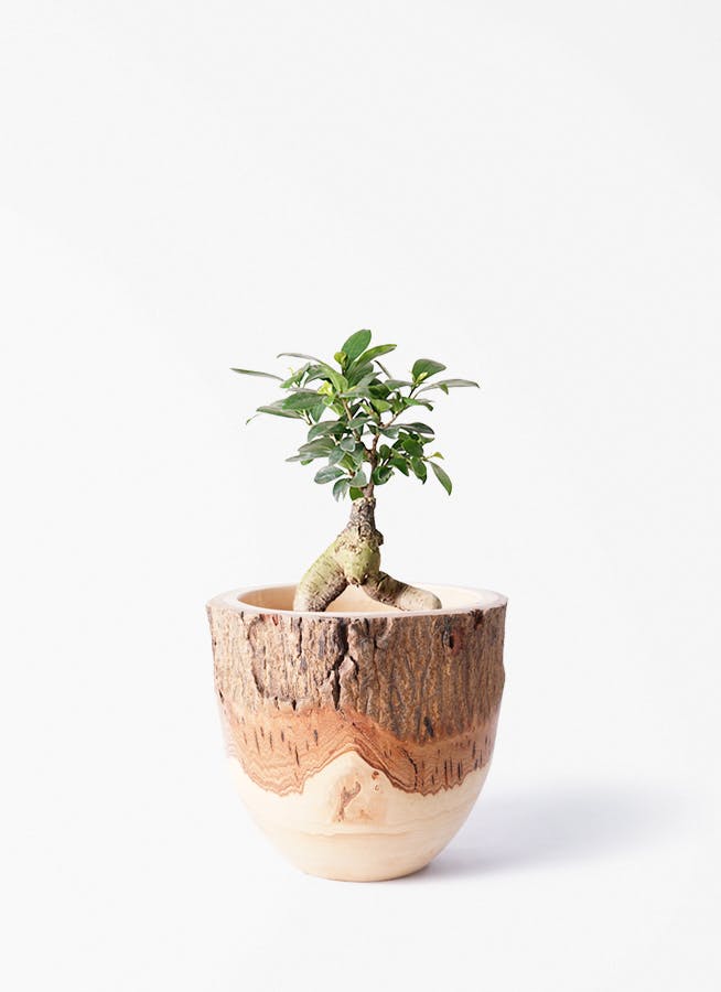ガジュマル 4号 | 観葉植物の通販ならHitoHana（ひとはな）