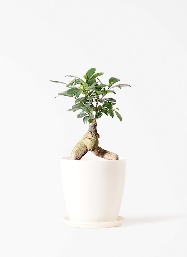 ガジュマル 4号 | 観葉植物の通販ならHitoHana（ひとはな）