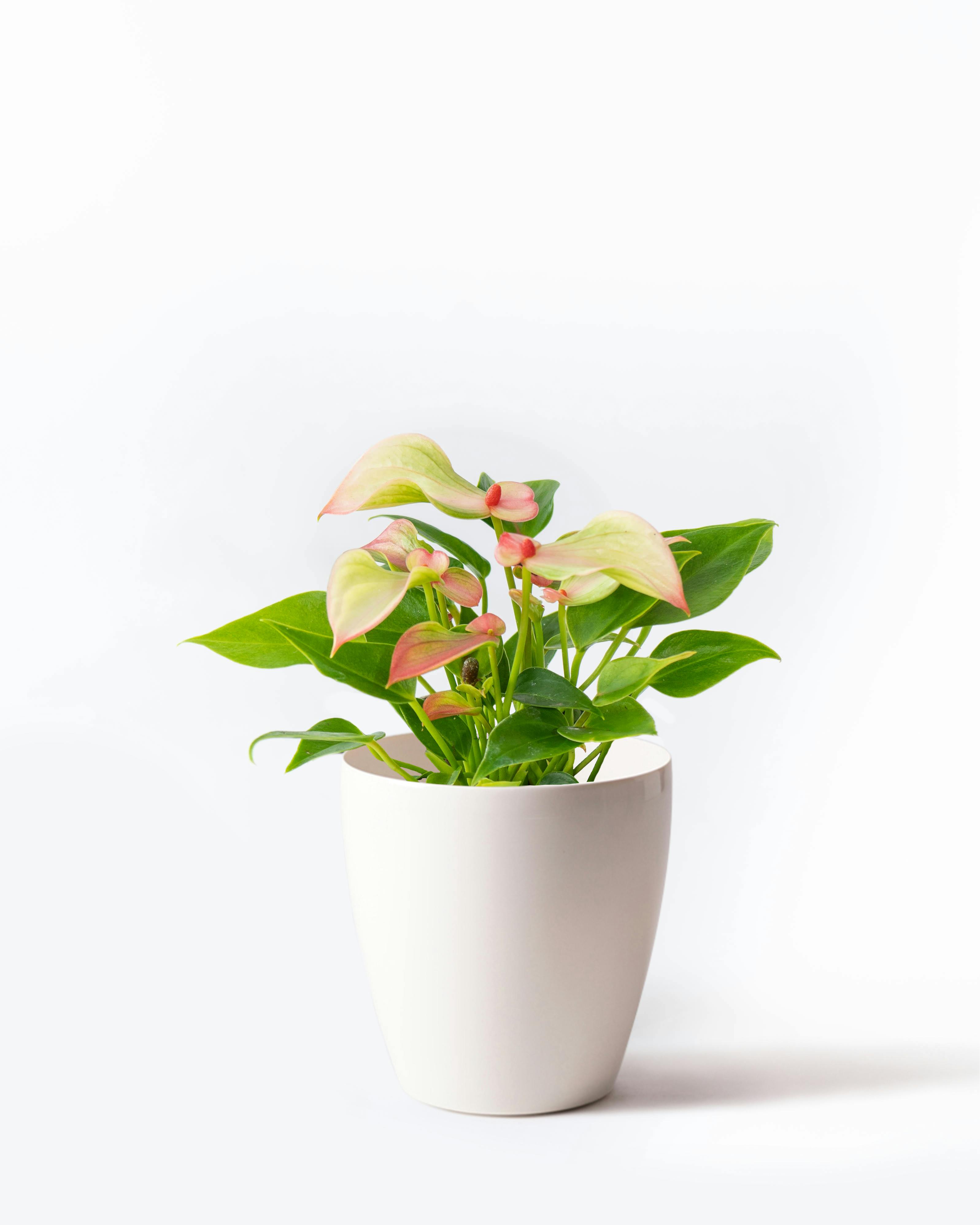 アンスリウム 4号 | 観葉植物 | 送料無料でお届け - Hitohana（ひとはな）
