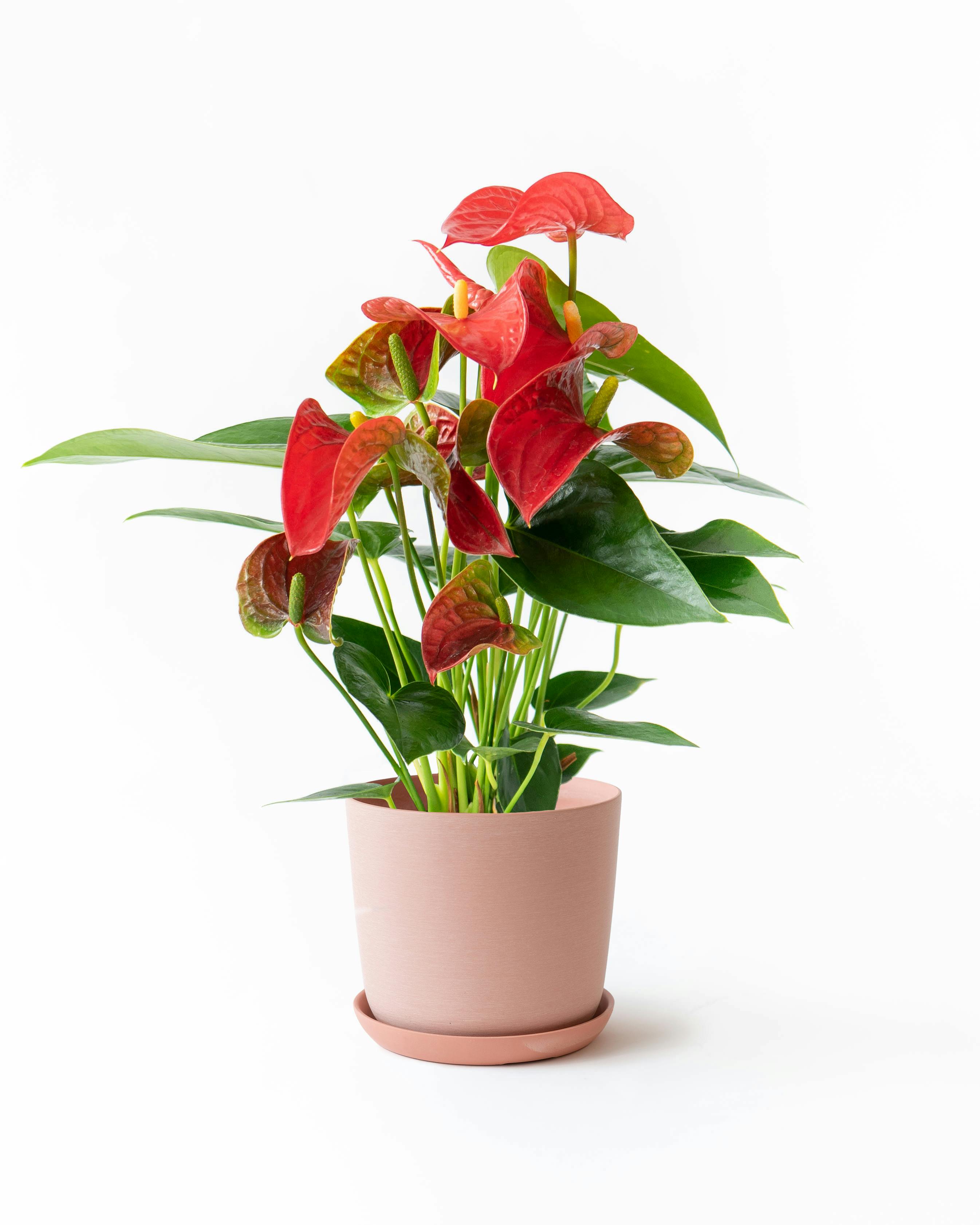 産地直送 観葉植物 アンスリウム オレゴン 6号 レッド ラスターポット