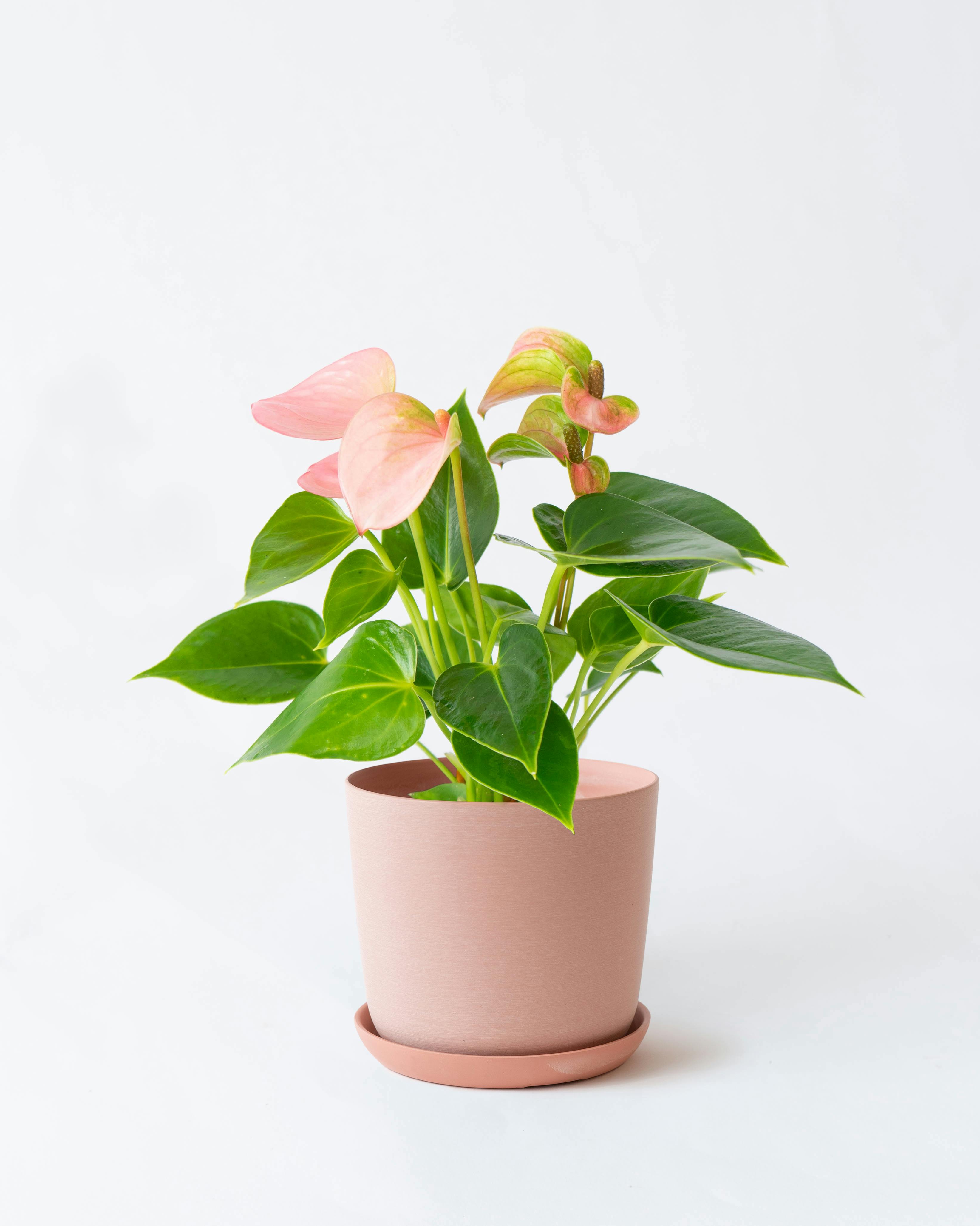 アンスリウム 4号 | 観葉植物 | 送料無料でお届け - Hitohana（ひとはな）
