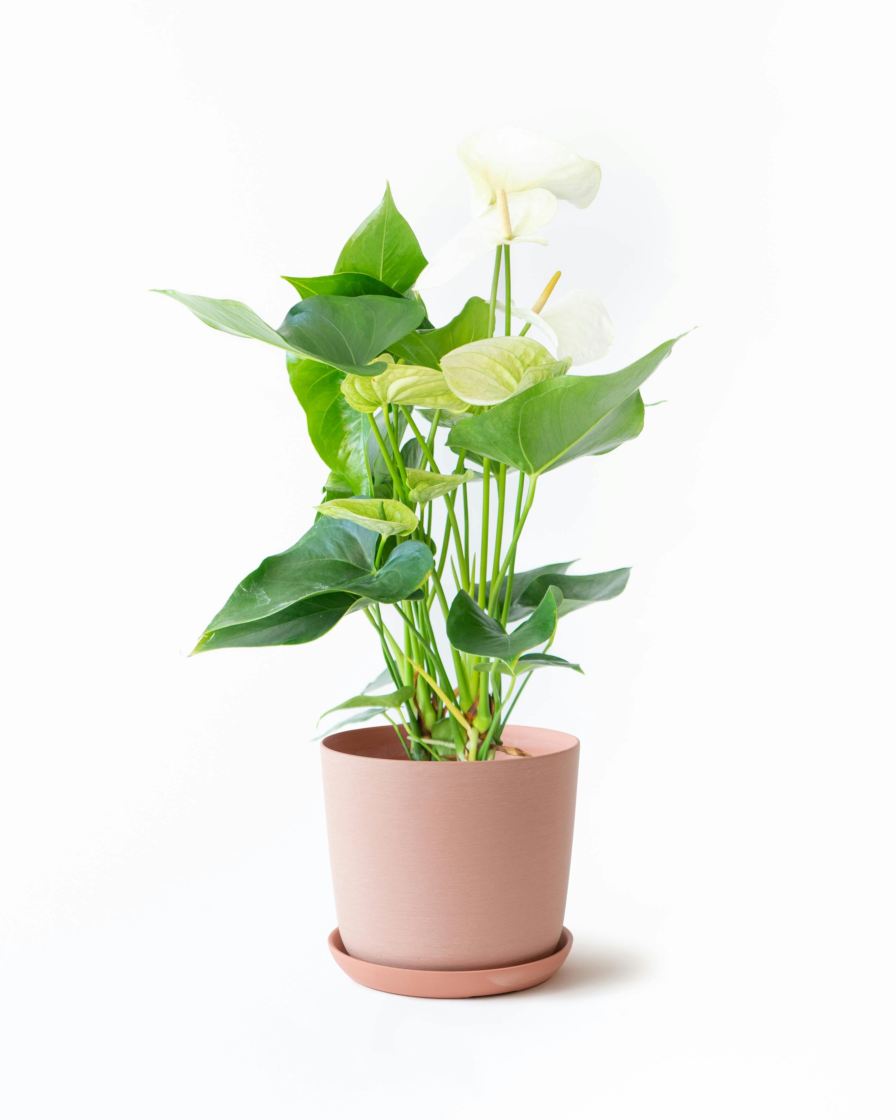中型の観葉植物 | 通販専門店 HitoHana（ひとはな）