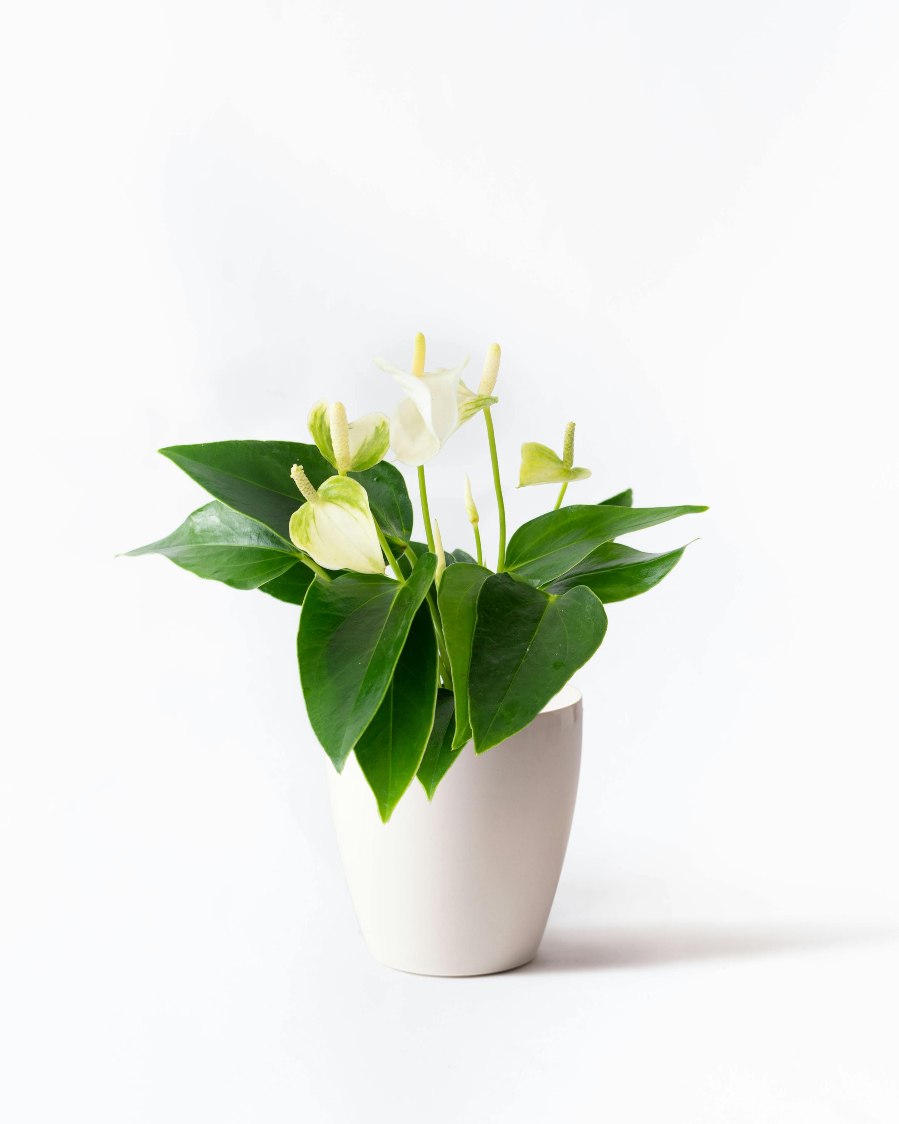 5,000円の鉢植えのお花 | 鉢植えのお花ならHitoHana(ひとはな) 5,000円の鉢植えのお花 | 鉢植えのお花ならHitoHana(ひとはな)