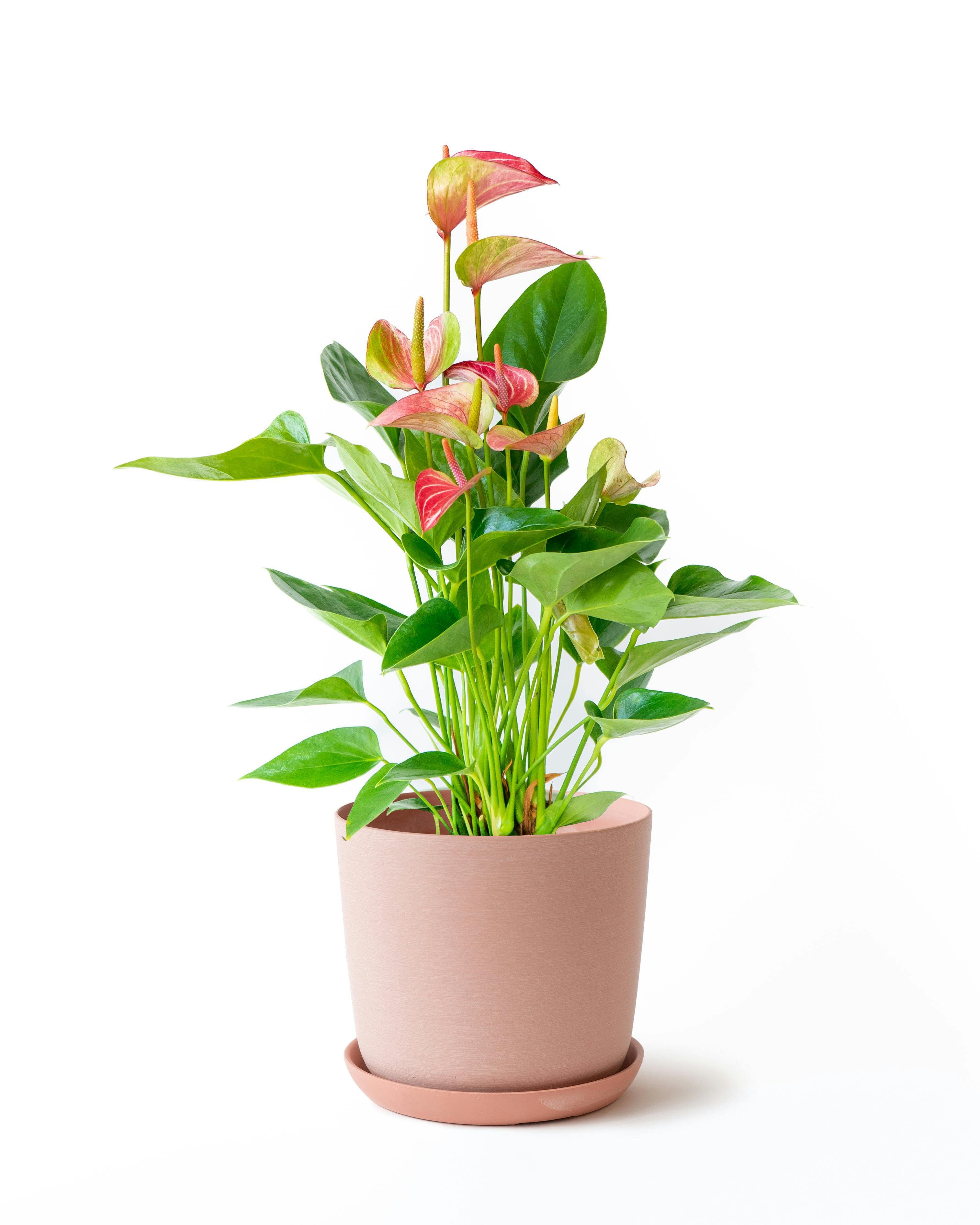 中型の観葉植物 | 通販専門店 HitoHana（ひとはな）