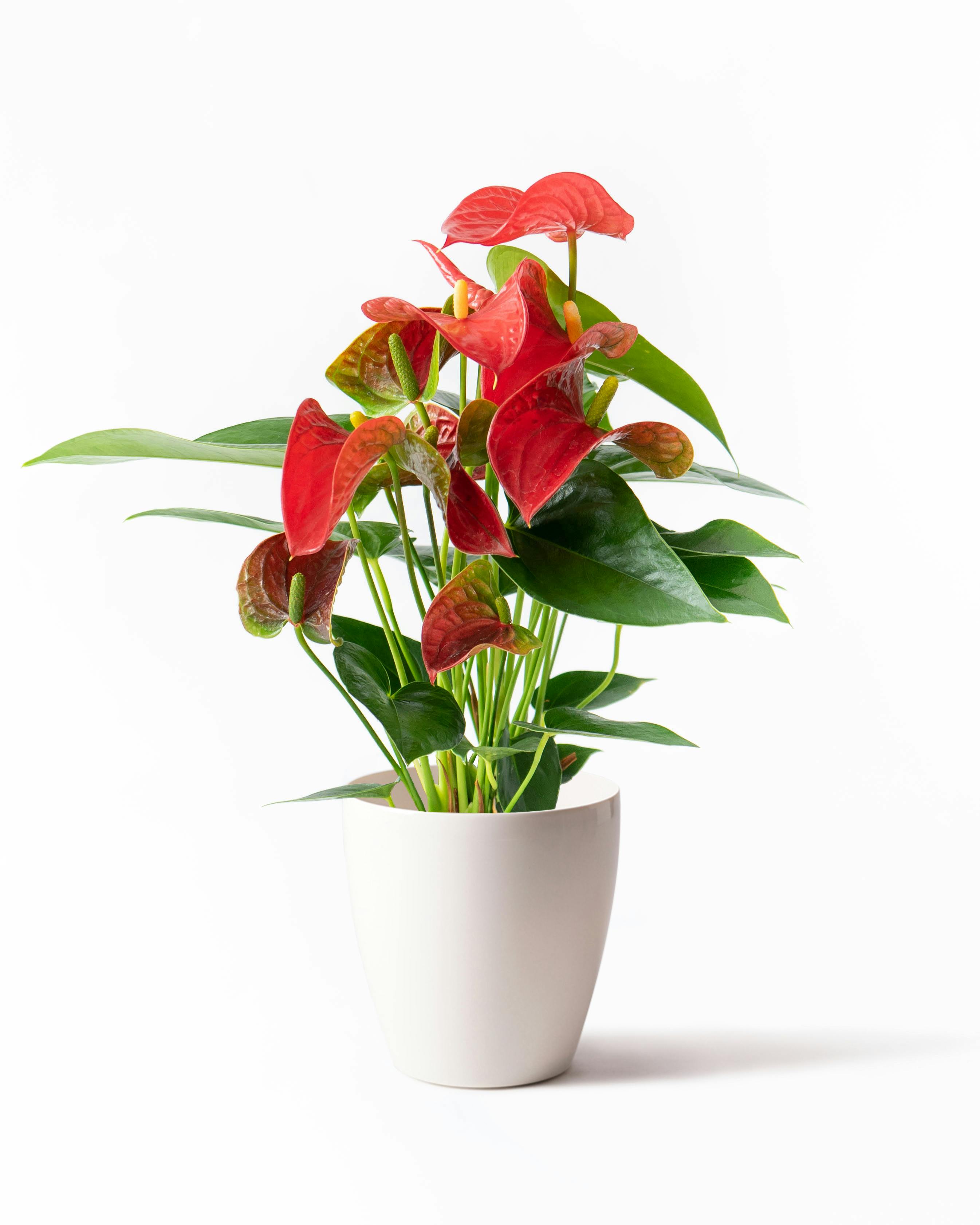 5,000円の鉢植えのお花 | 鉢植えのお花ならHitoHana（ひとはな）