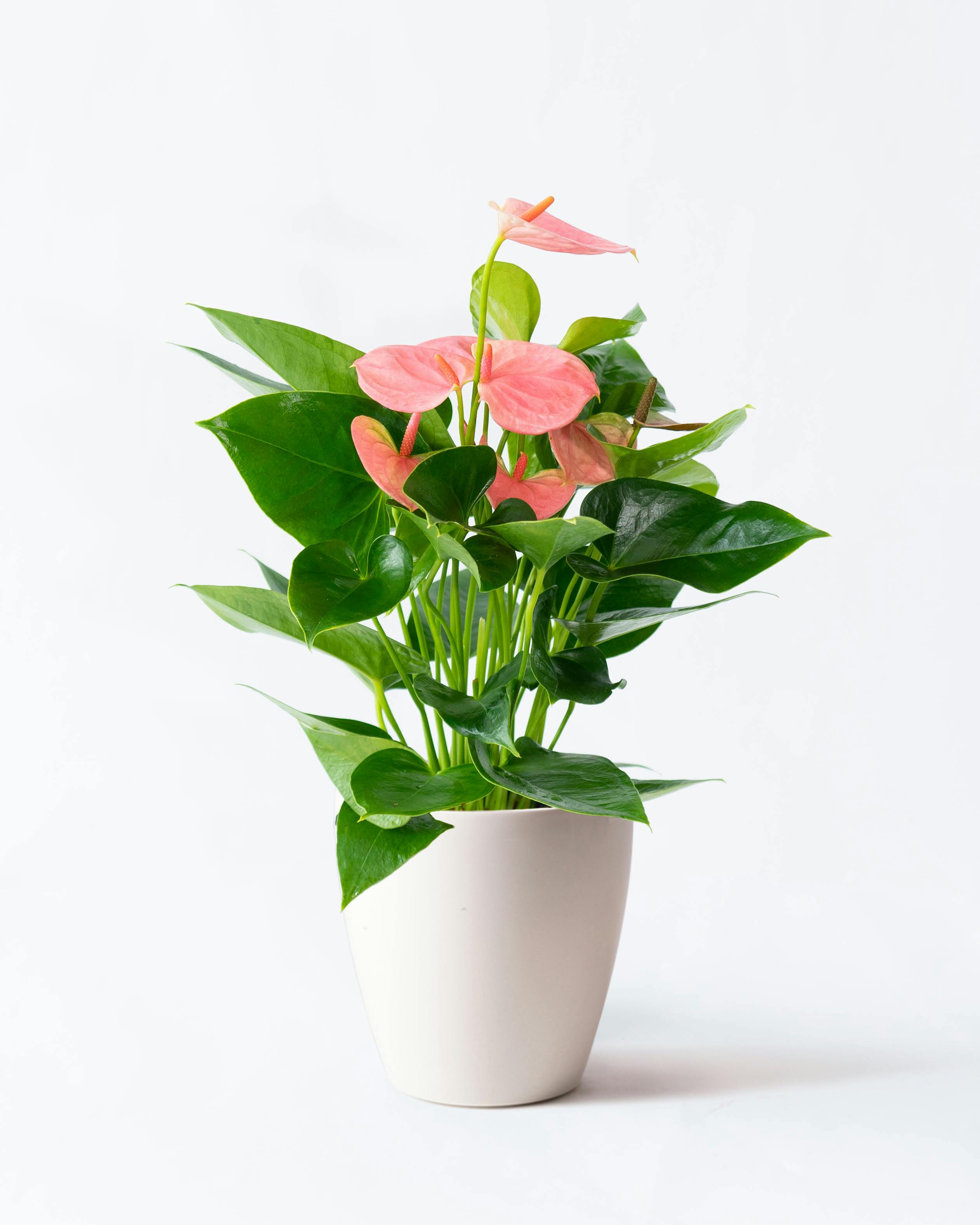アンスリウム 5号 | 観葉植物 | 送料無料でお届け - Hitohana（ひとはな）