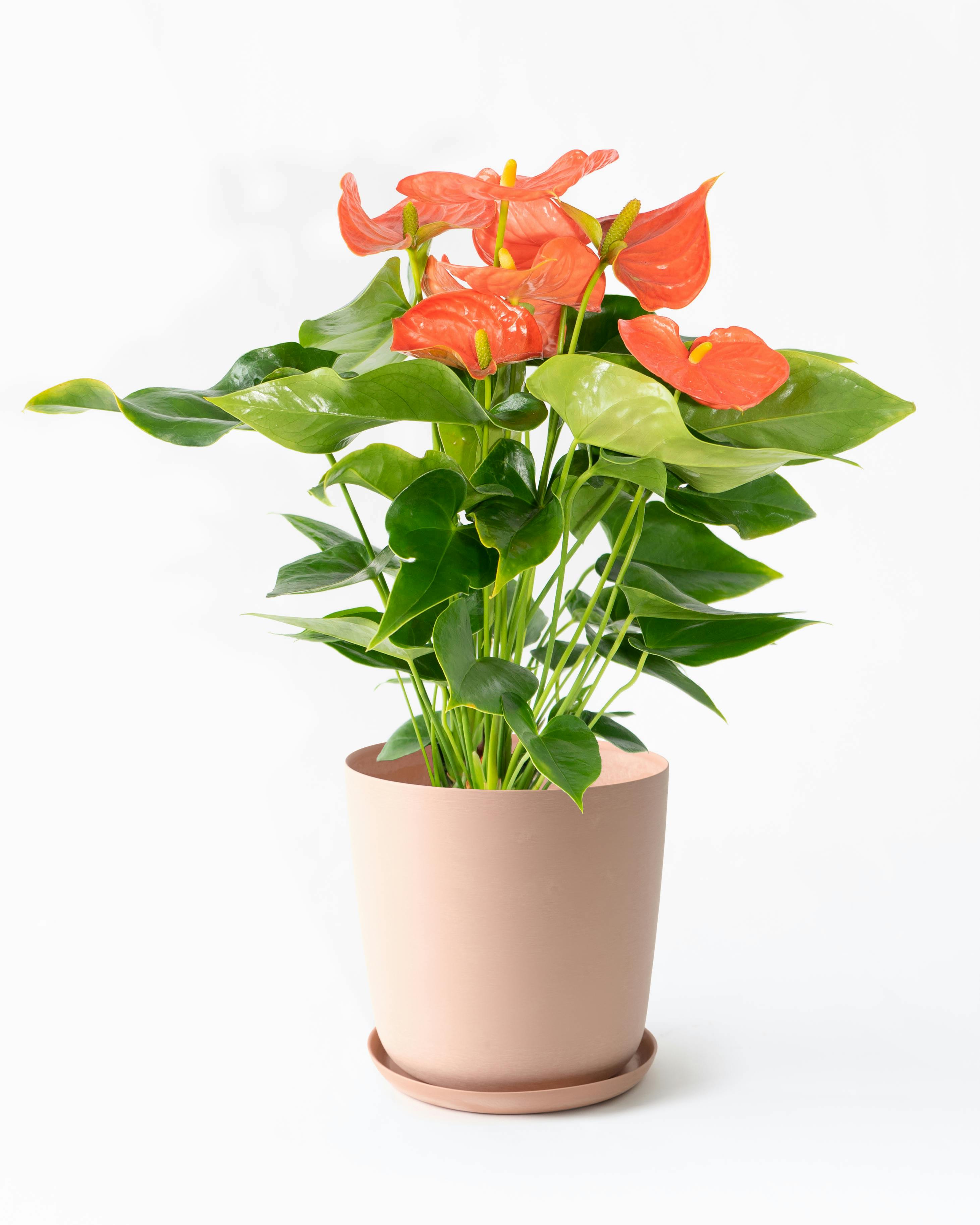 アンスリウム 6号 | 観葉植物 | 送料無料でお届け - Hitohana（ひとはな）