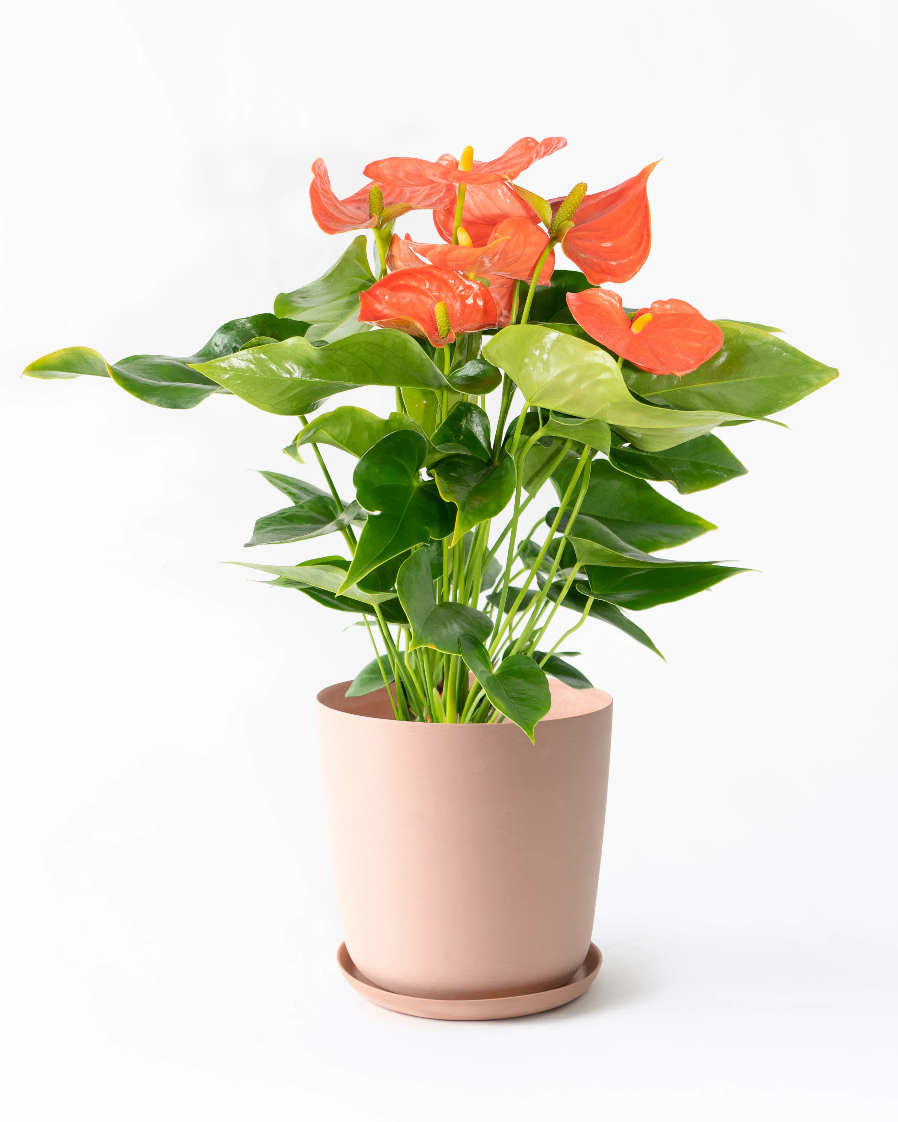 中型の観葉植物 | 通販専門店 HitoHana（ひとはな）