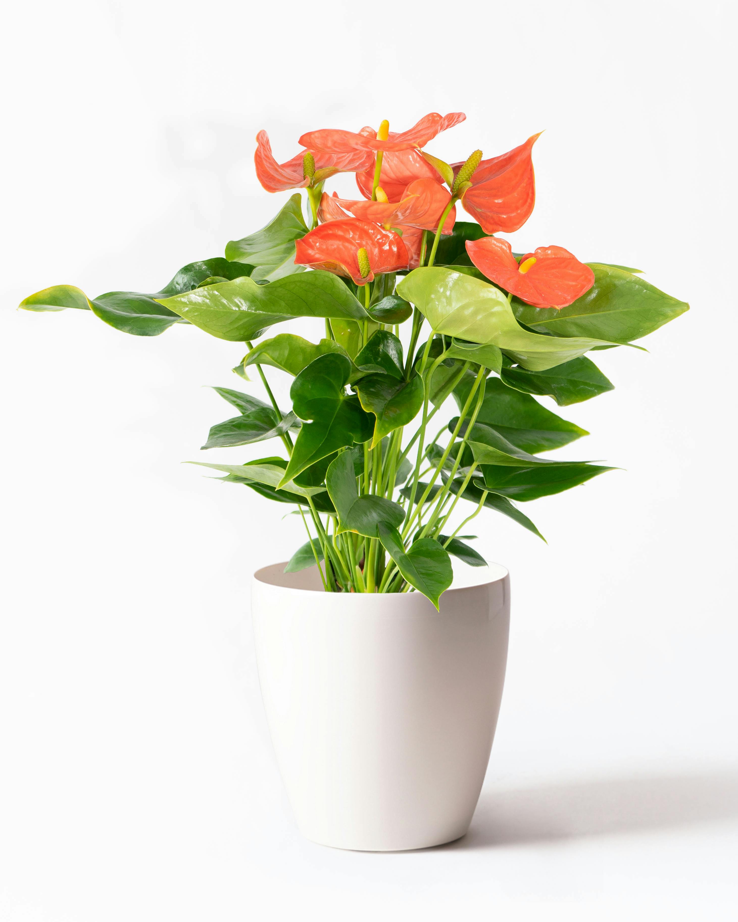 母の日】あじさい 鉢植えのお花 ホットチボリ ピンク ウッドポット