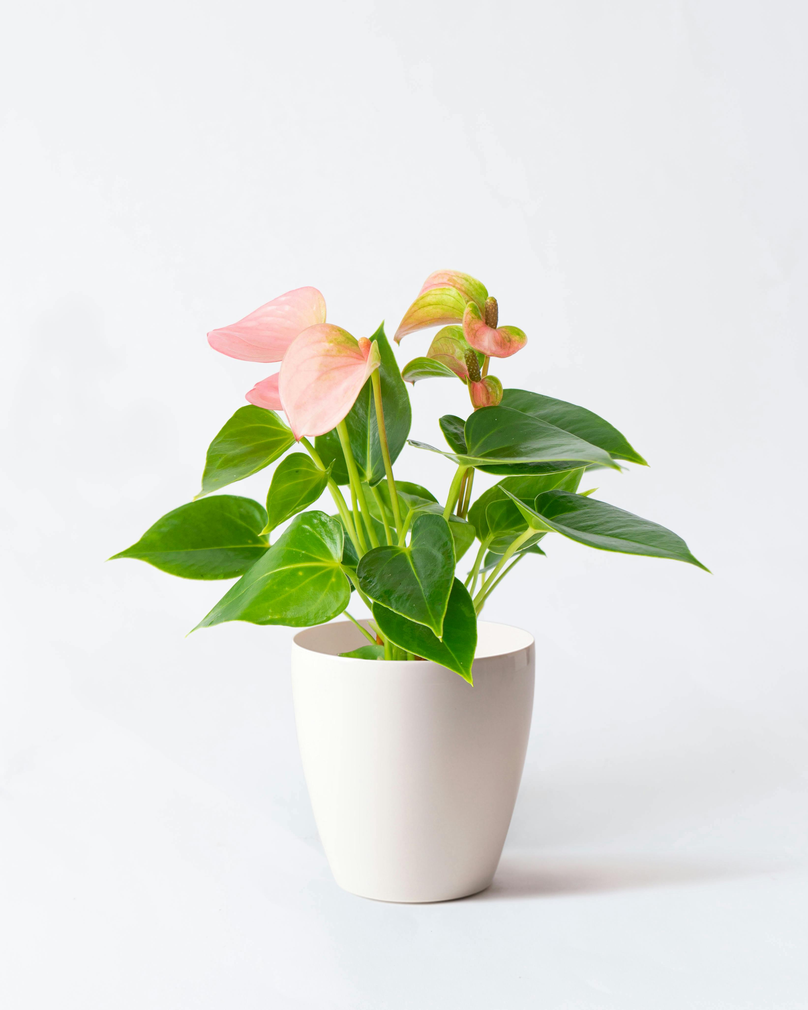 アンスリウム 4号 | 観葉植物 | 送料無料でお届け - Hitohana（ひとはな）