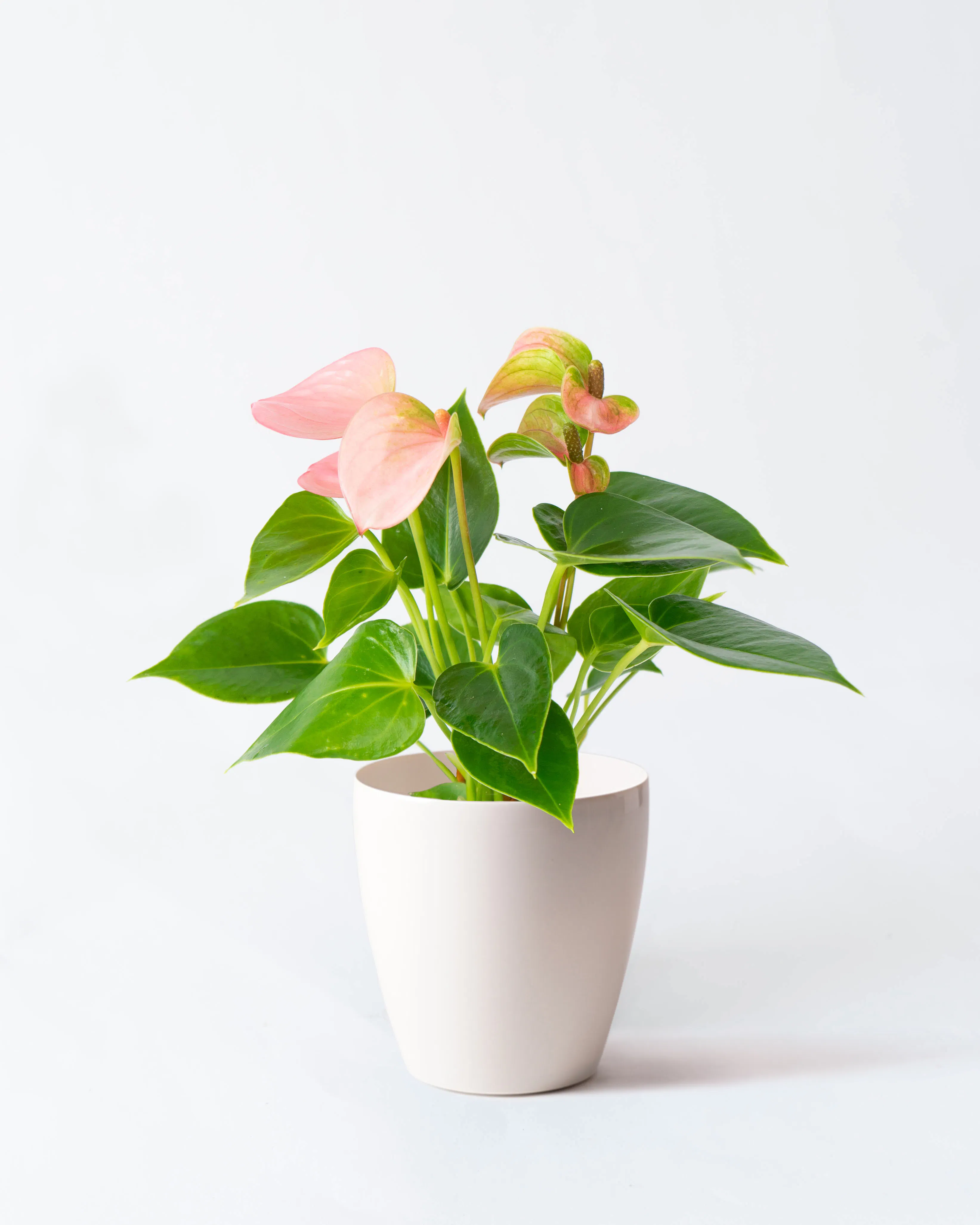 赤色（レッド）の鉢植えのお花 | 鉢植えのお花ならHitoHana（ひとはな）