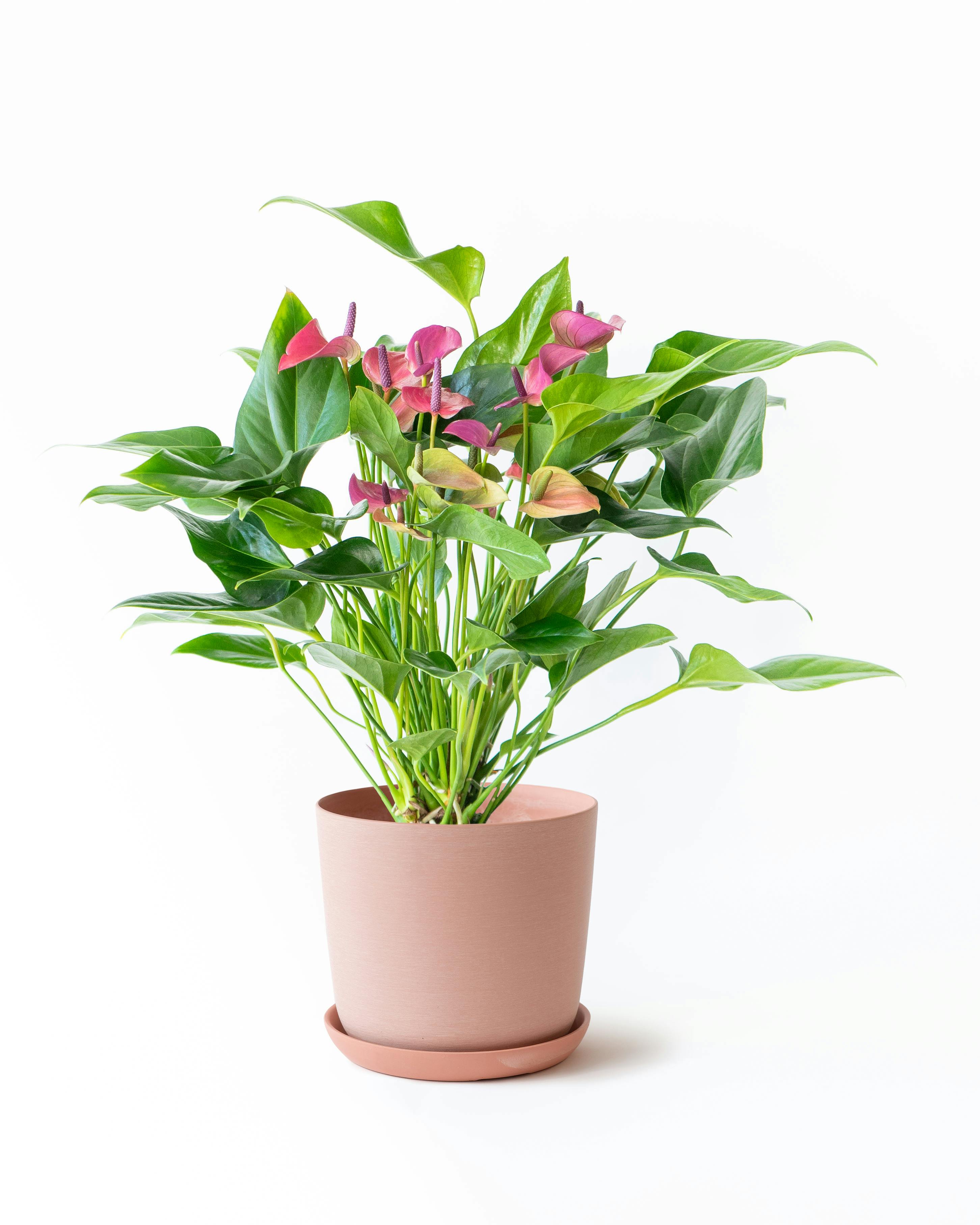 中型の観葉植物 | 通販専門店 HitoHana（ひとはな）