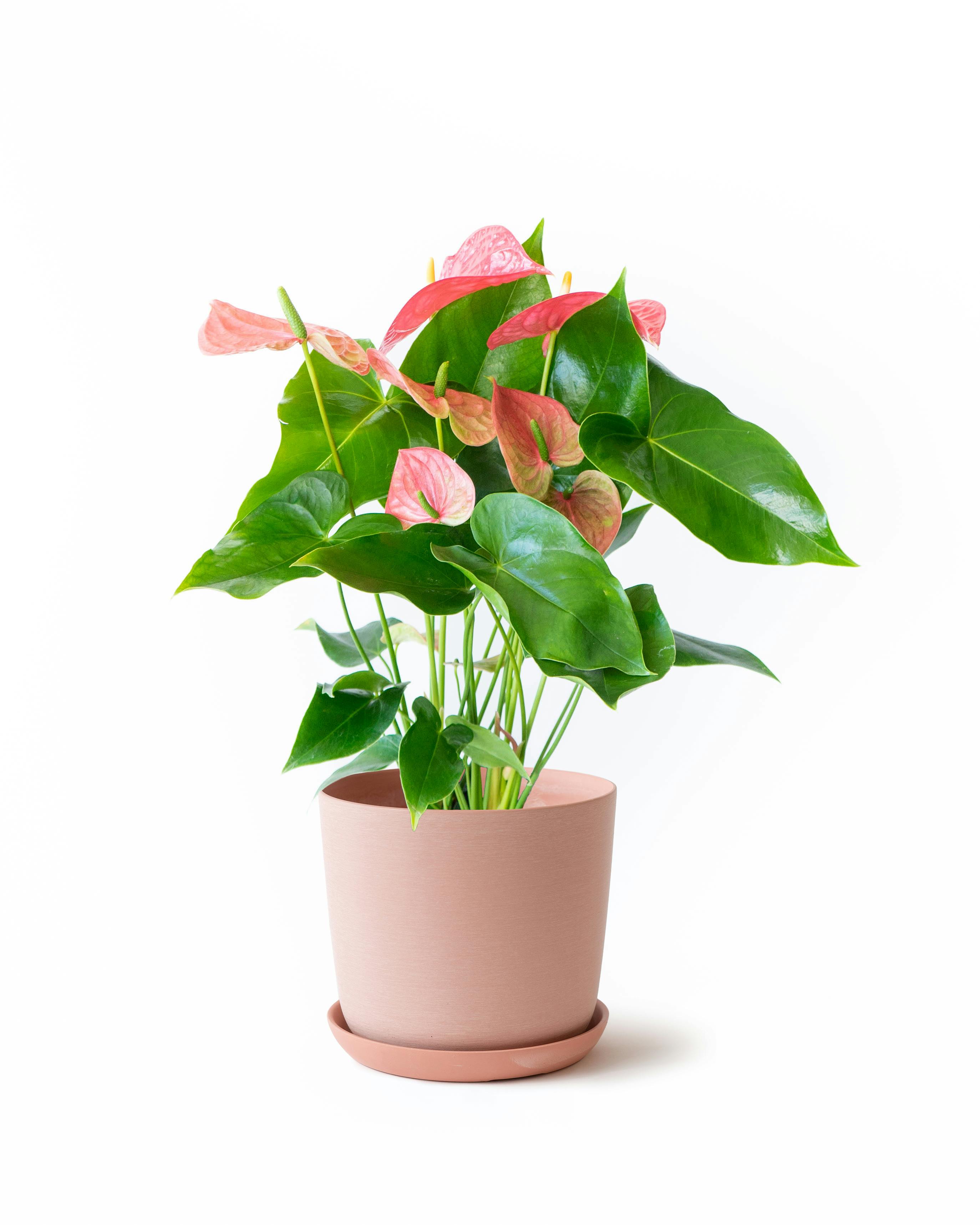 観葉植物 ザミオクルカス 6号 エステリ ピンク 付き | 観葉植物なら