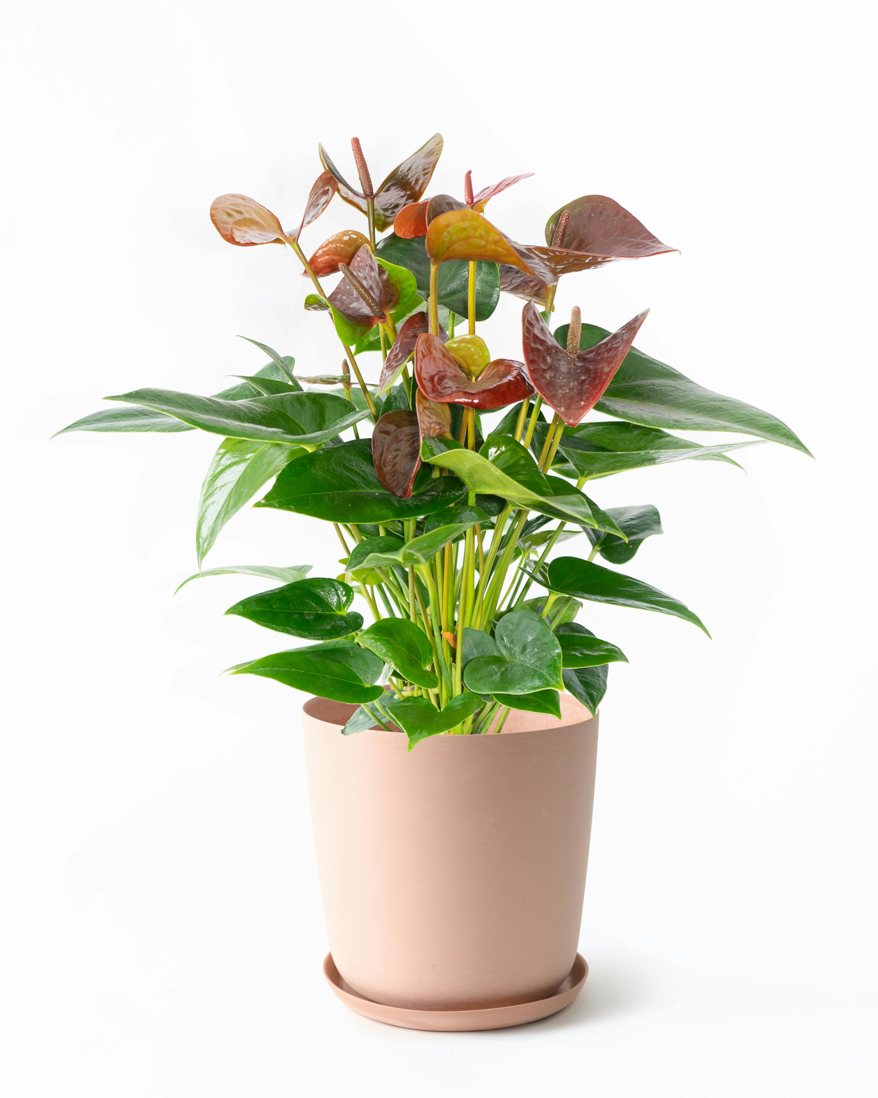 産地直送 観葉植物 アンスリウム 熟成 紅うちわ 7号 ピンク×レッド 黒