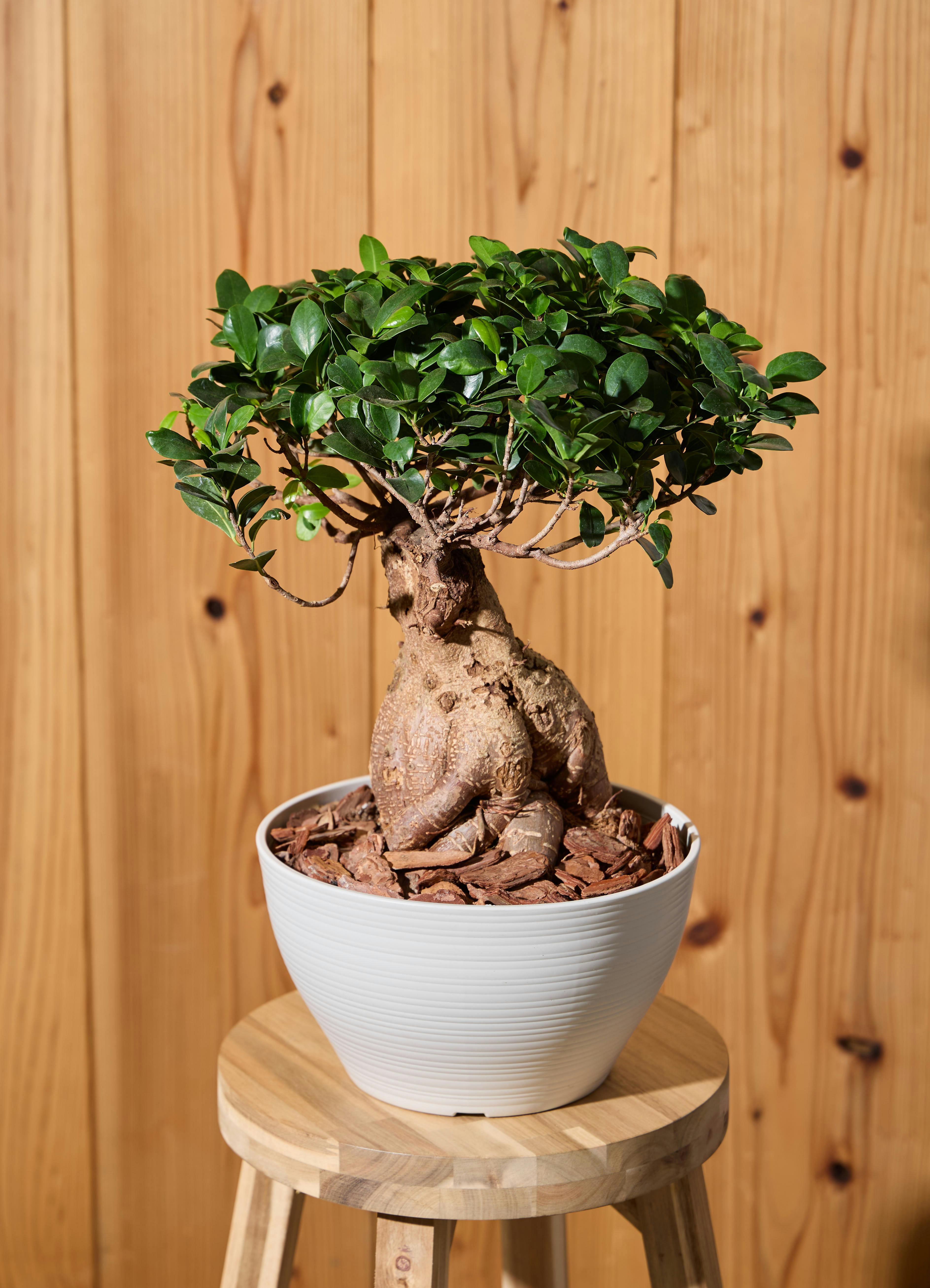 ガジュマル 1点もの（現品・現物） | 観葉植物通販HitoHana(ひとはな)