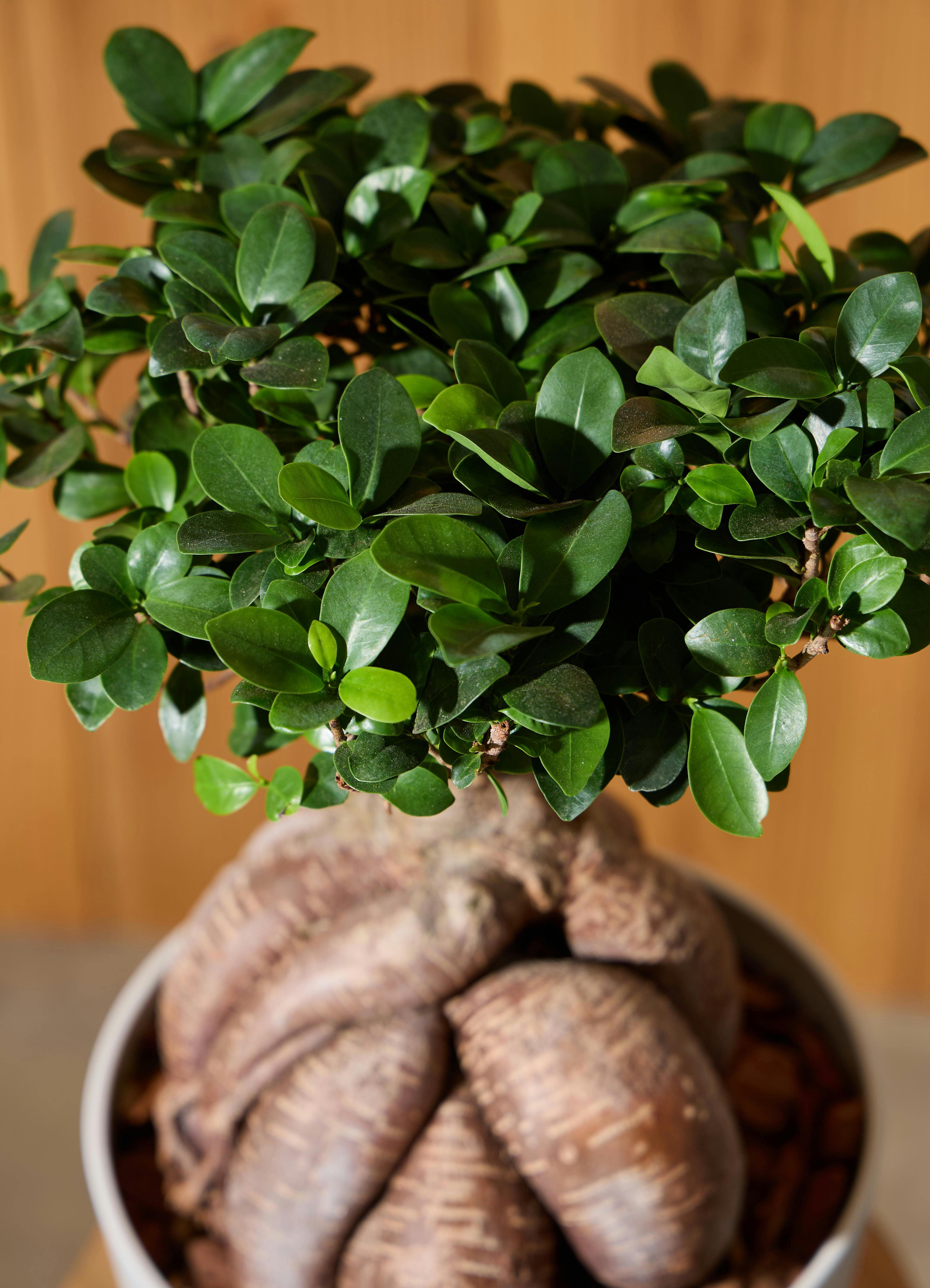 観葉植物 ガジュマル 【50cm】 8号 股仕立て #72392 | 観葉植物なら 観葉植物 ガジュマル 50cm