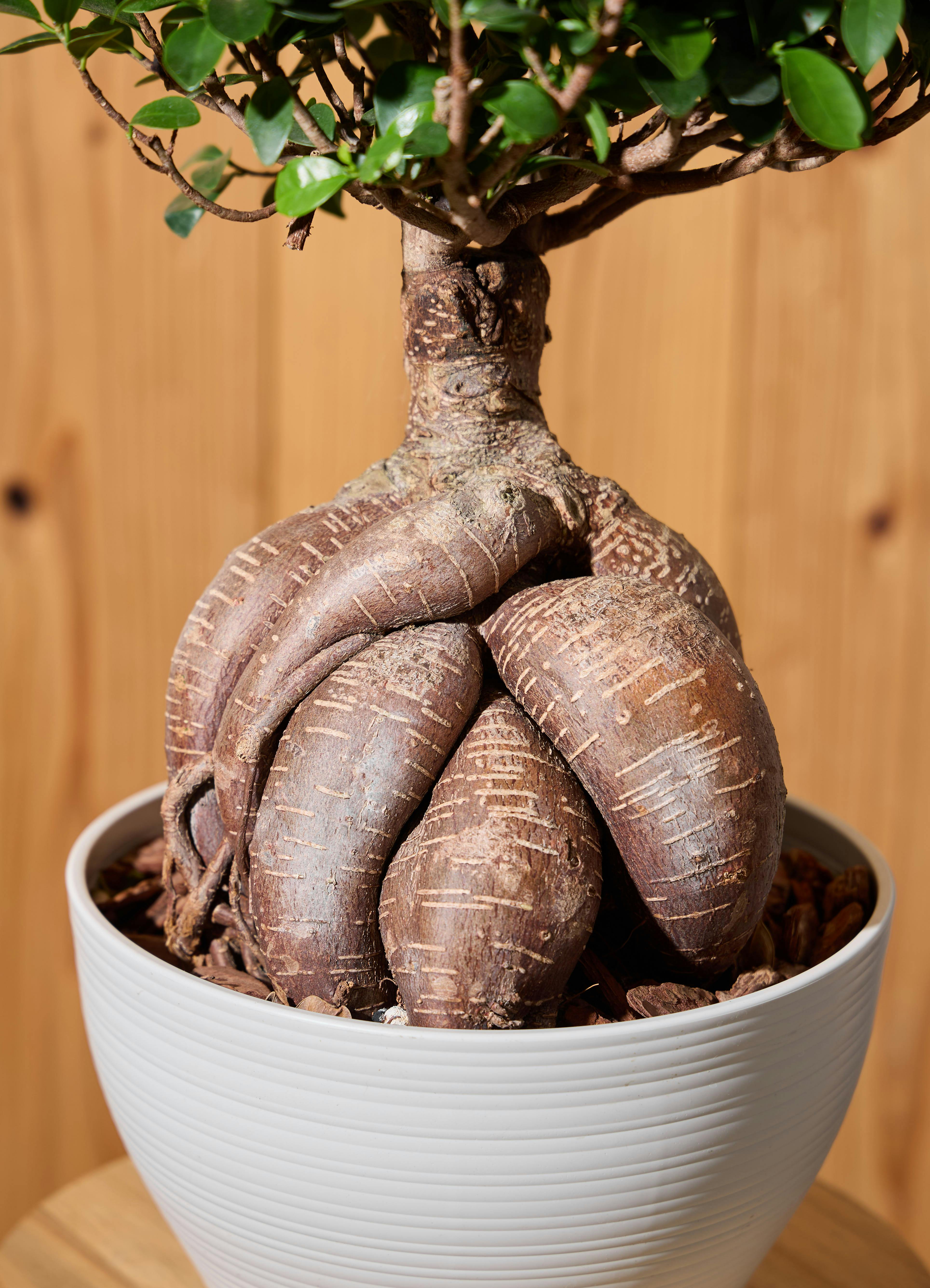 観葉植物 ガジュマル 【50cm】 8号 股仕立て #72392 | 観葉植物なら