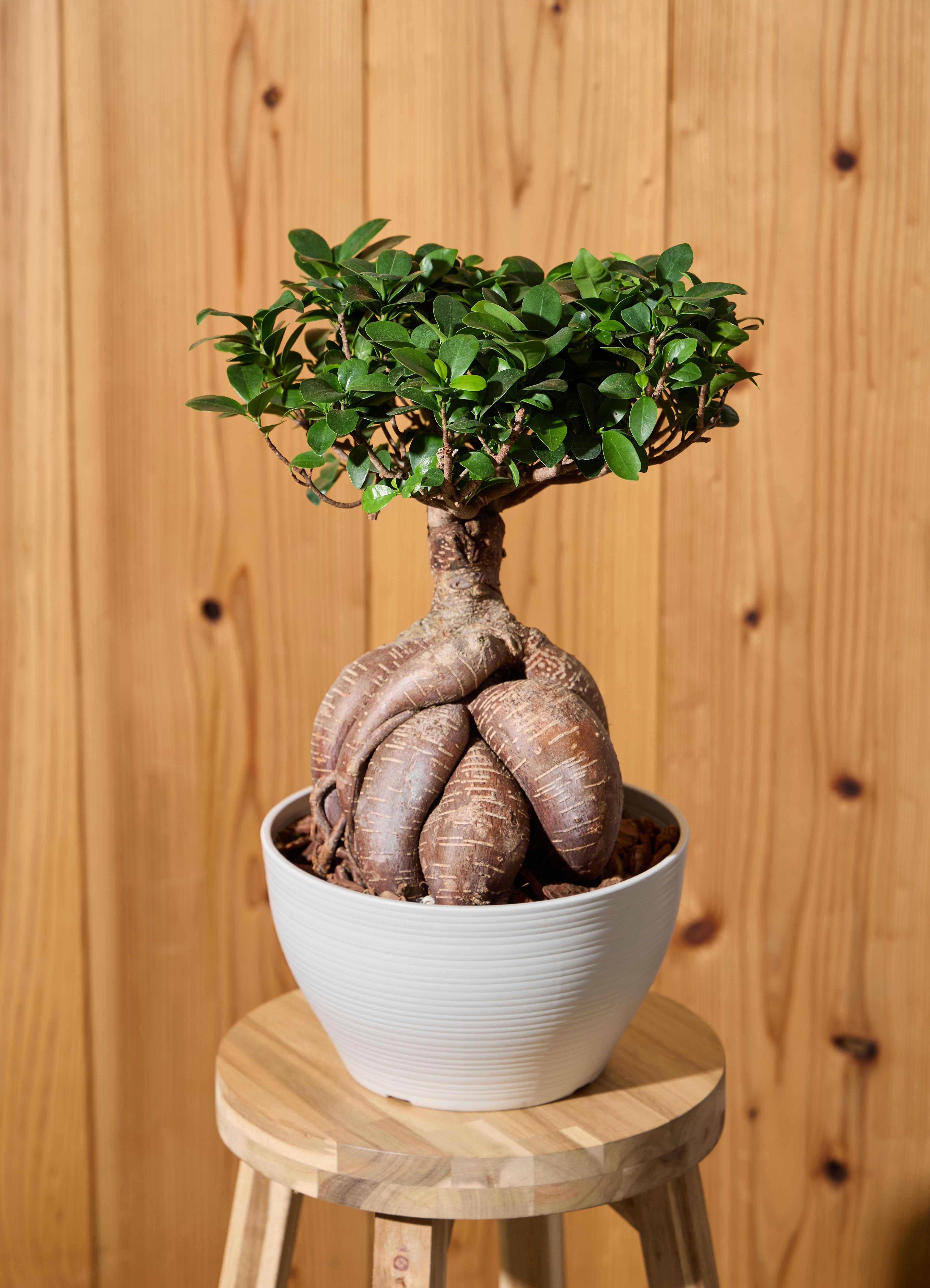 観葉植物 ガジュマル 【50cm】 8号 股仕立て #72392 | 観葉植物なら