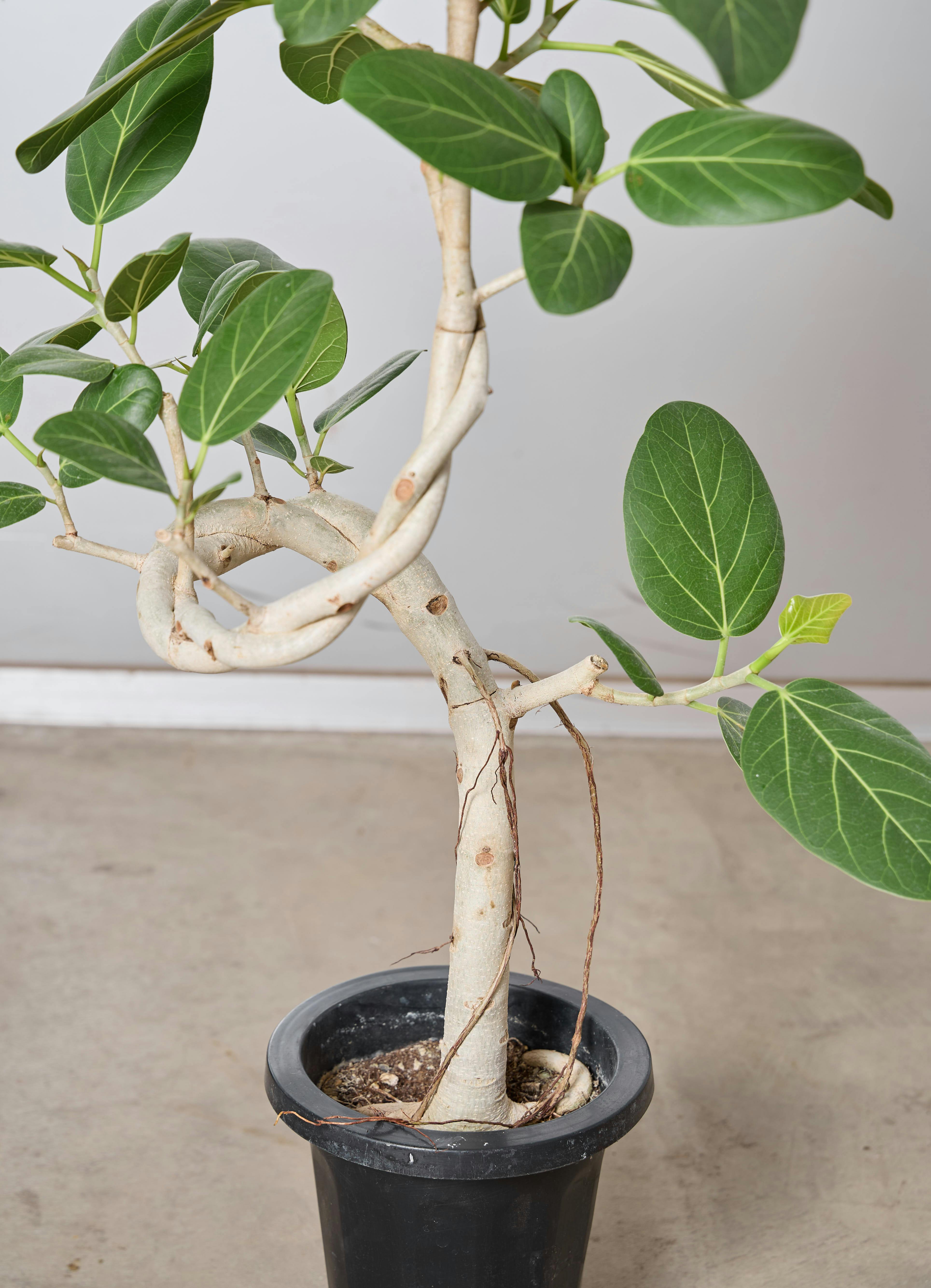 観葉植物 フィカス ベンガレンシス 【110cm】 7号 ねじり #72385